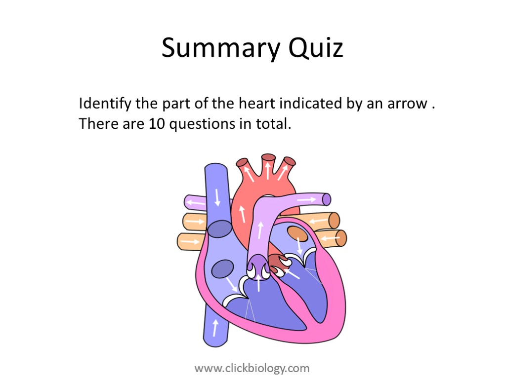 Summary Quiz Identify the part of the heart indicated by an arrow . There